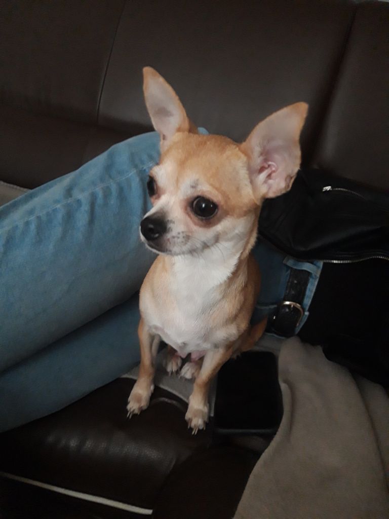 Les Chihuahua de l'affixe Du Pays Feronnais