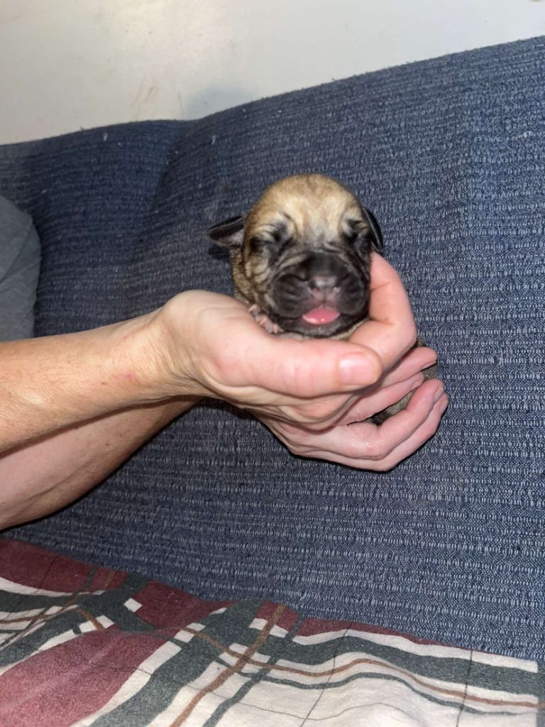 Du Pays Feronnais - Chiot disponible  - Bullmastiff