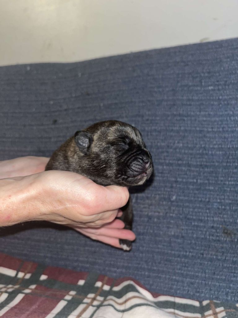 Du Pays Feronnais - Chiot disponible  - Bullmastiff