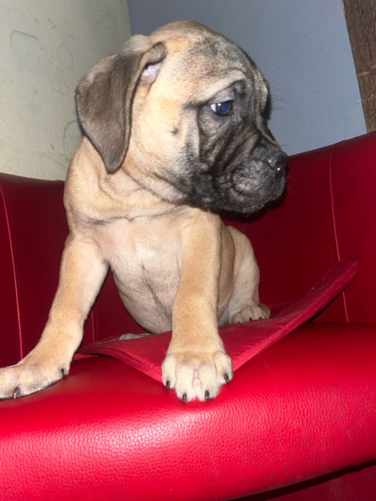 Du Pays Feronnais - Chiot disponible  - Bullmastiff