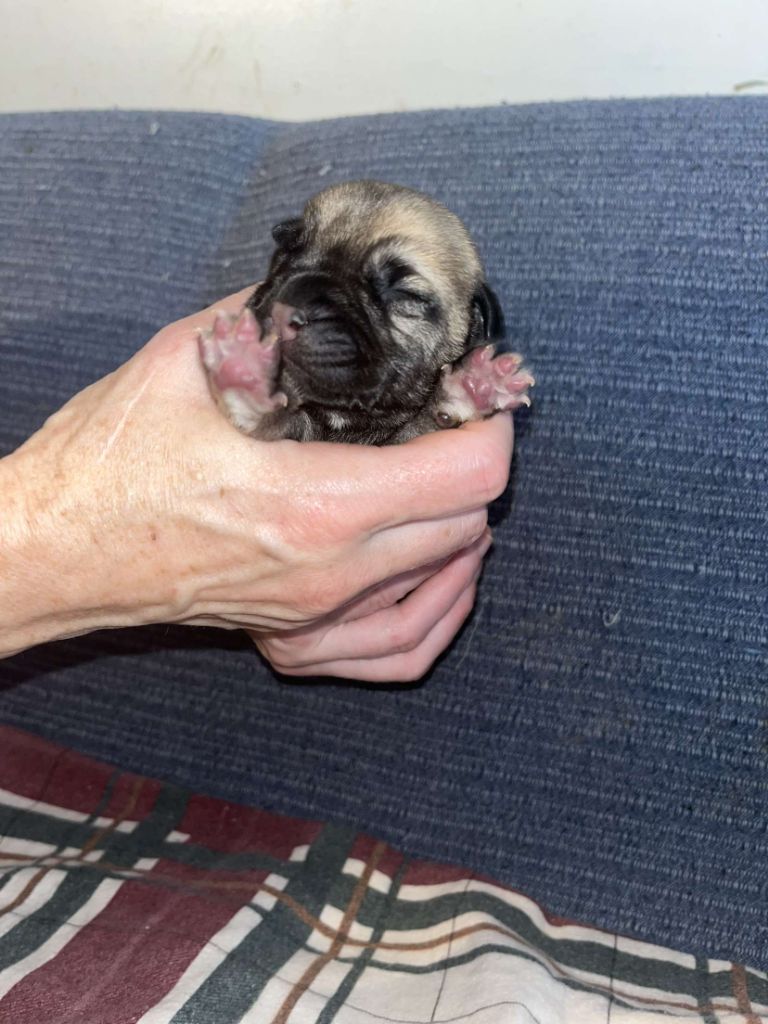 Du Pays Feronnais - Chiot disponible  - Bullmastiff