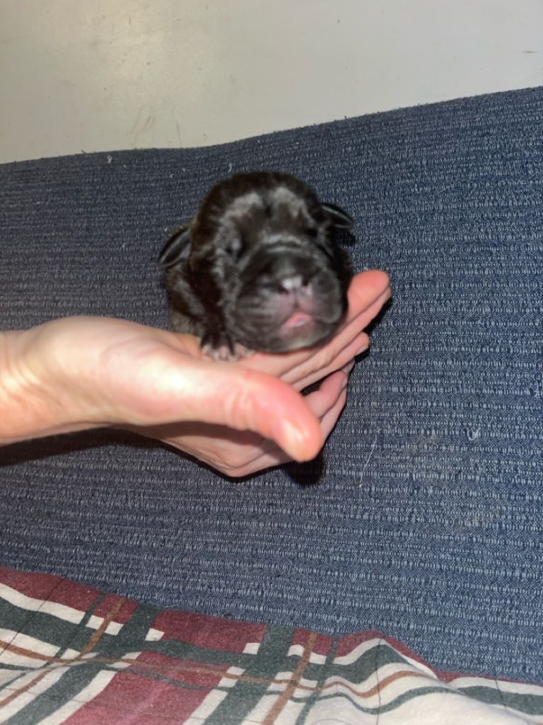 Du Pays Feronnais - Chiot disponible  - Bullmastiff