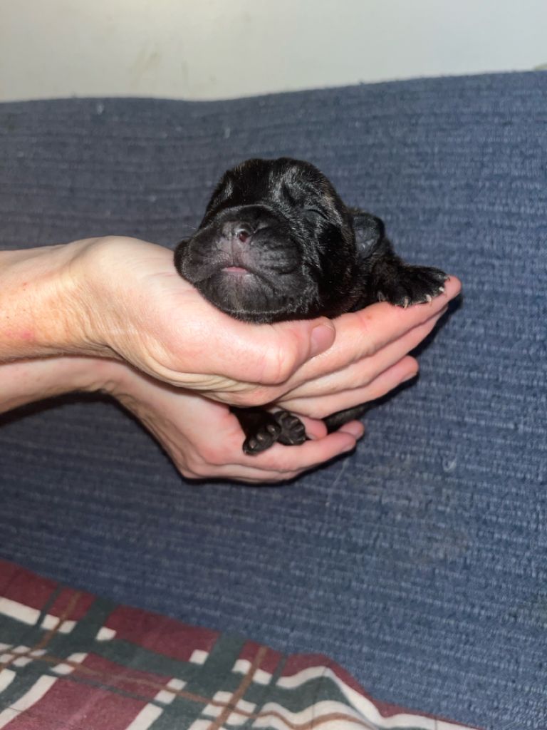 Du Pays Feronnais - Chiot disponible  - Bullmastiff