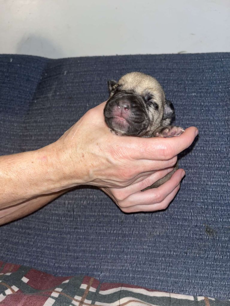 Du Pays Feronnais - Chiot disponible  - Bullmastiff