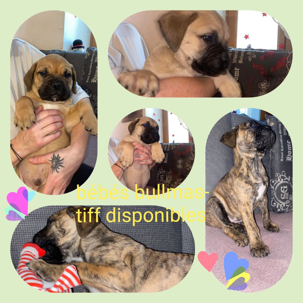 chiot Bullmastiff Du Pays Feronnais