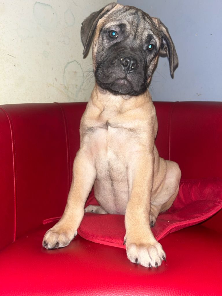 Du Pays Feronnais - Chiot disponible  - Bullmastiff