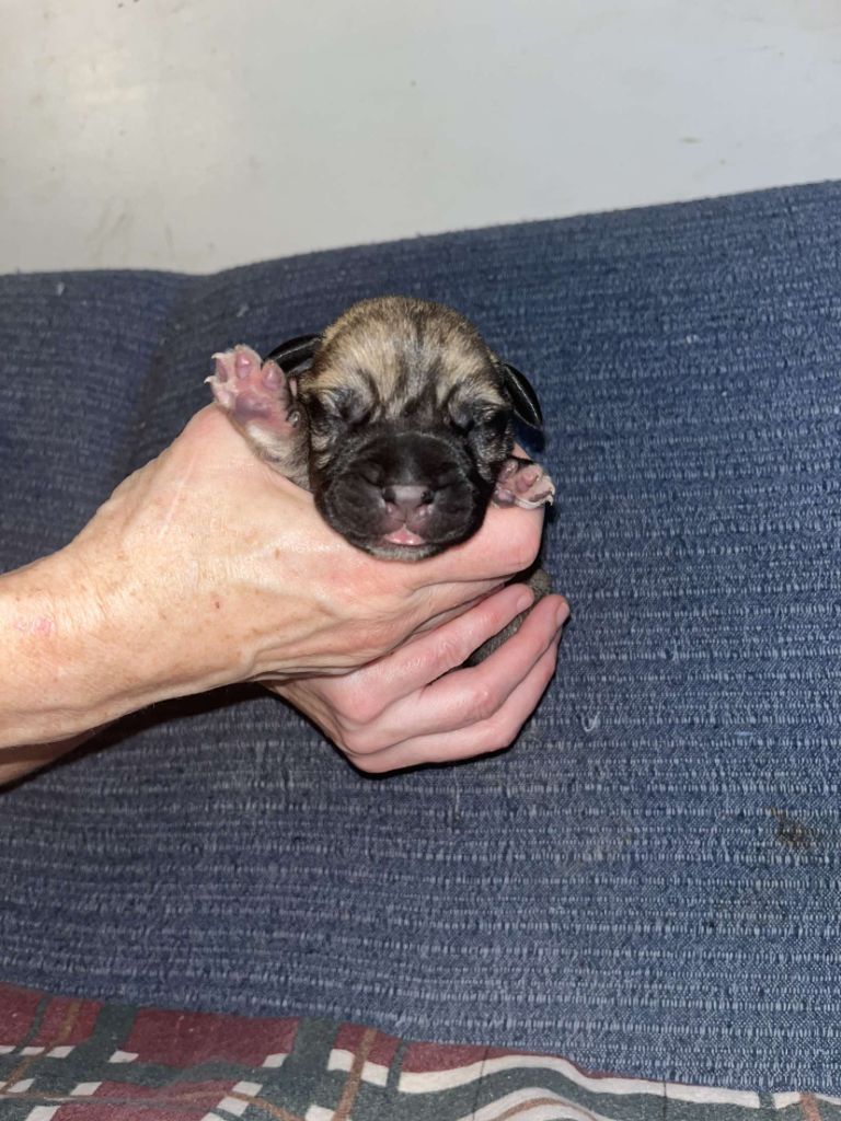 Du Pays Feronnais - Chiot disponible  - Bullmastiff