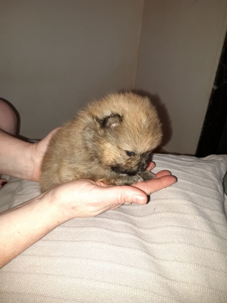 Nos petits adoptés