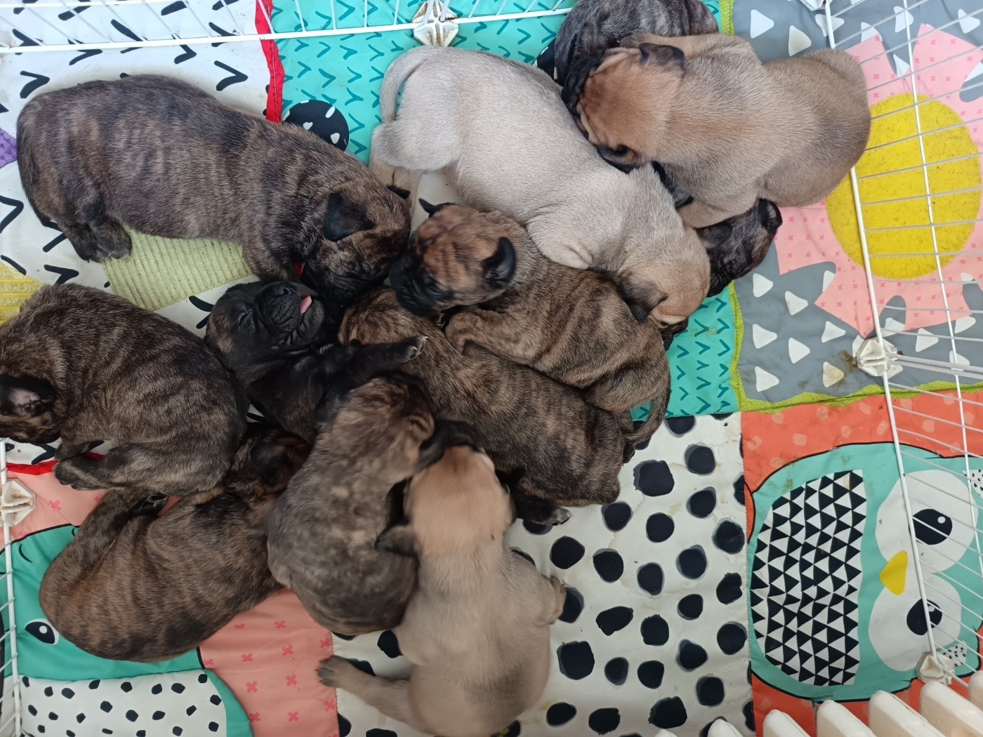 Du Pays Feronnais - Bullmastiff - Portée née le 05/02/2026