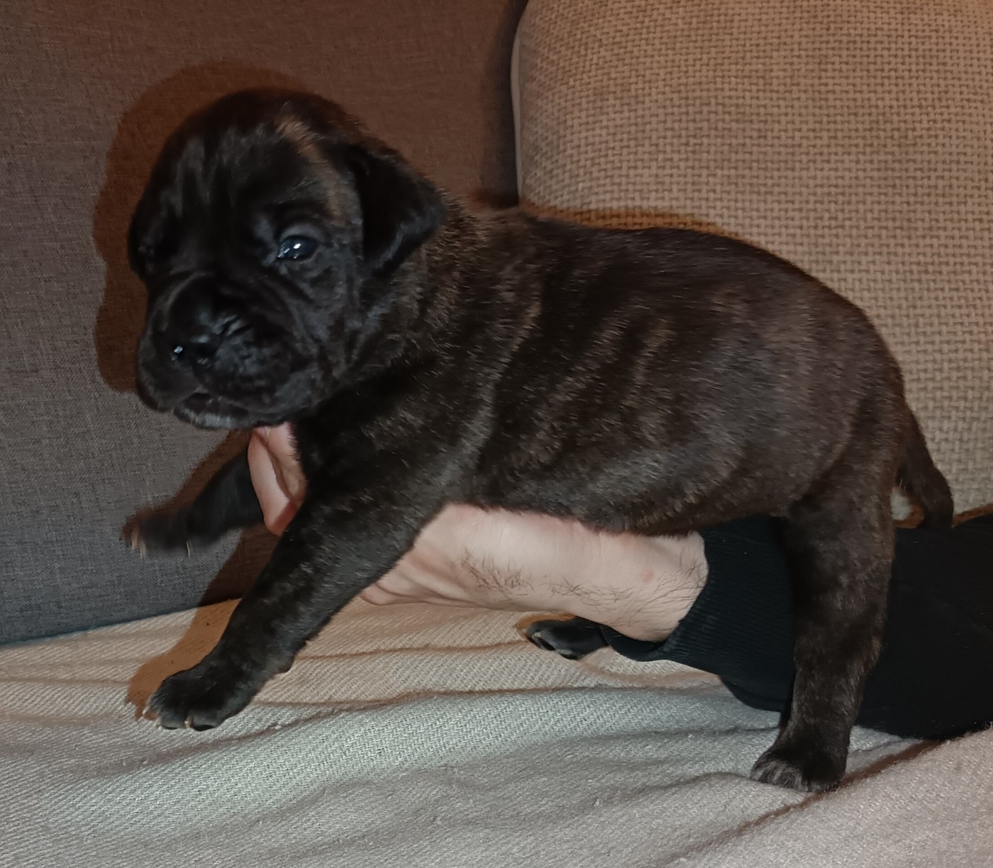 Du Pays Feronnais - Chiots disponibles - Bullmastiff