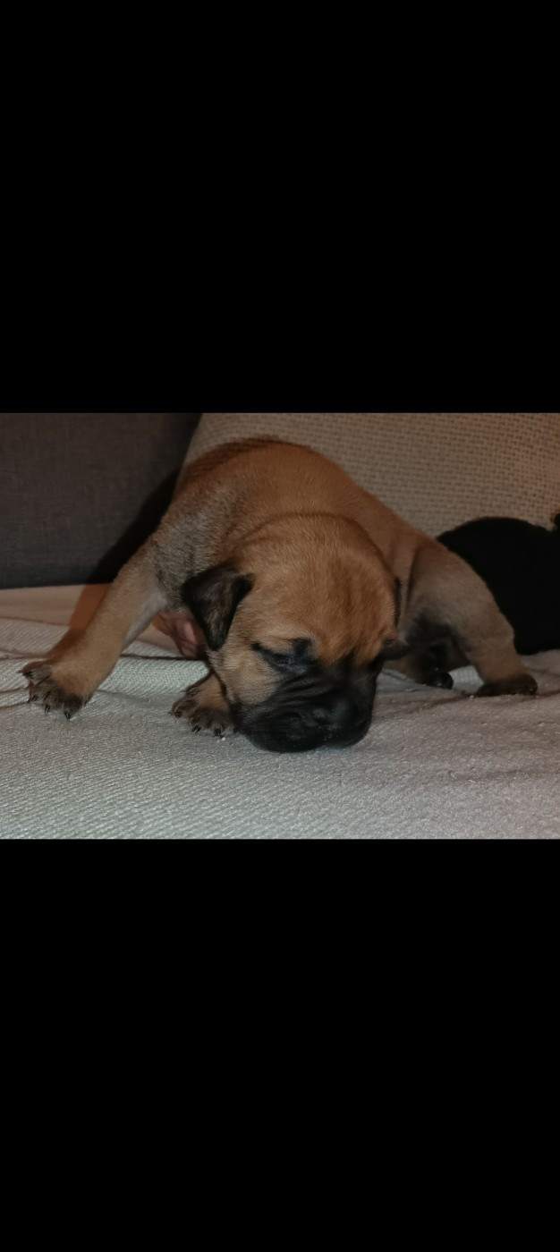 Du Pays Feronnais - Chiots disponibles - Bullmastiff
