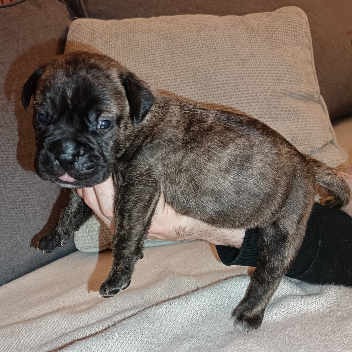 Du Pays Feronnais - Chiots disponibles - Bullmastiff