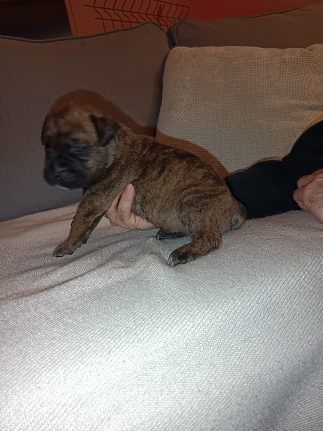 Du Pays Feronnais - Chiots disponibles - Bullmastiff