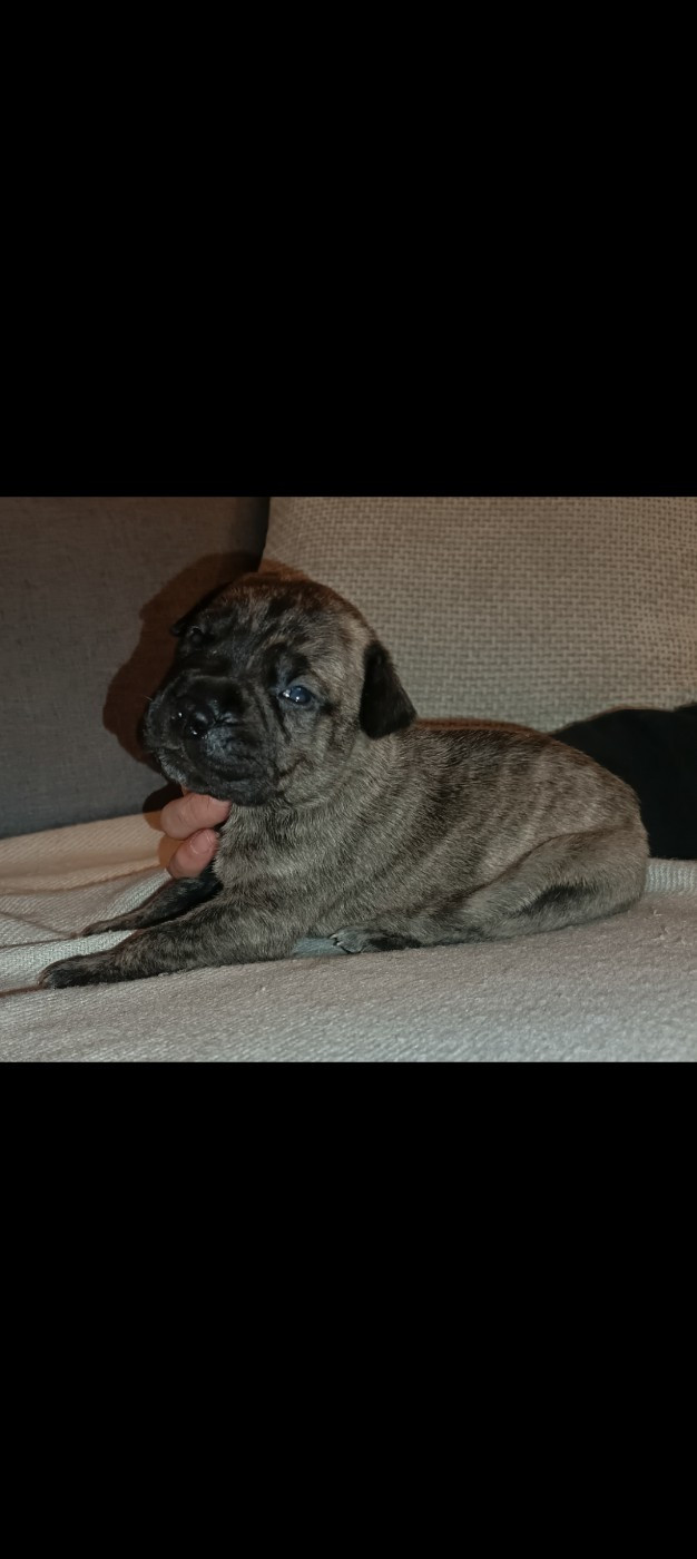 Du Pays Feronnais - Chiots disponibles - Bullmastiff