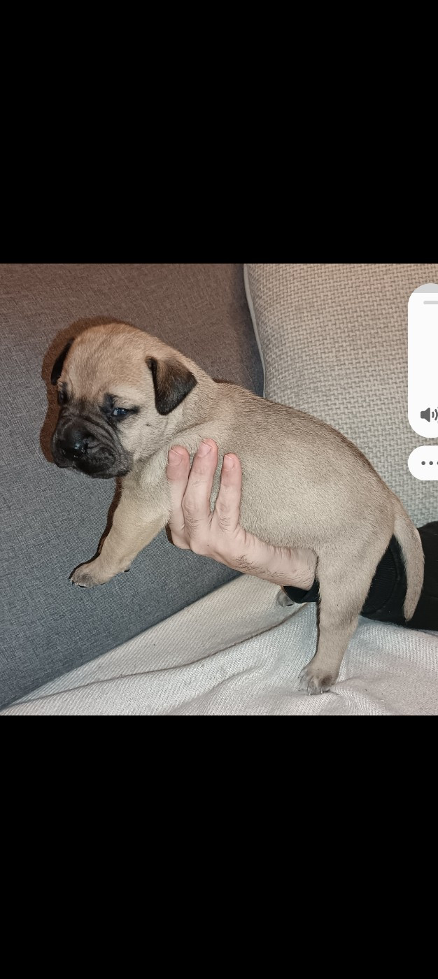 Du Pays Feronnais - Chiots disponibles - Bullmastiff
