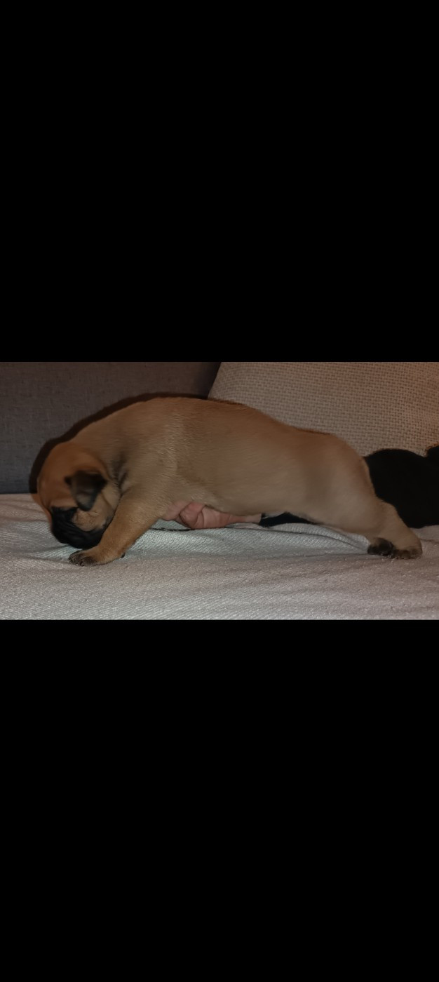 Du Pays Feronnais - Chiots disponibles - Bullmastiff