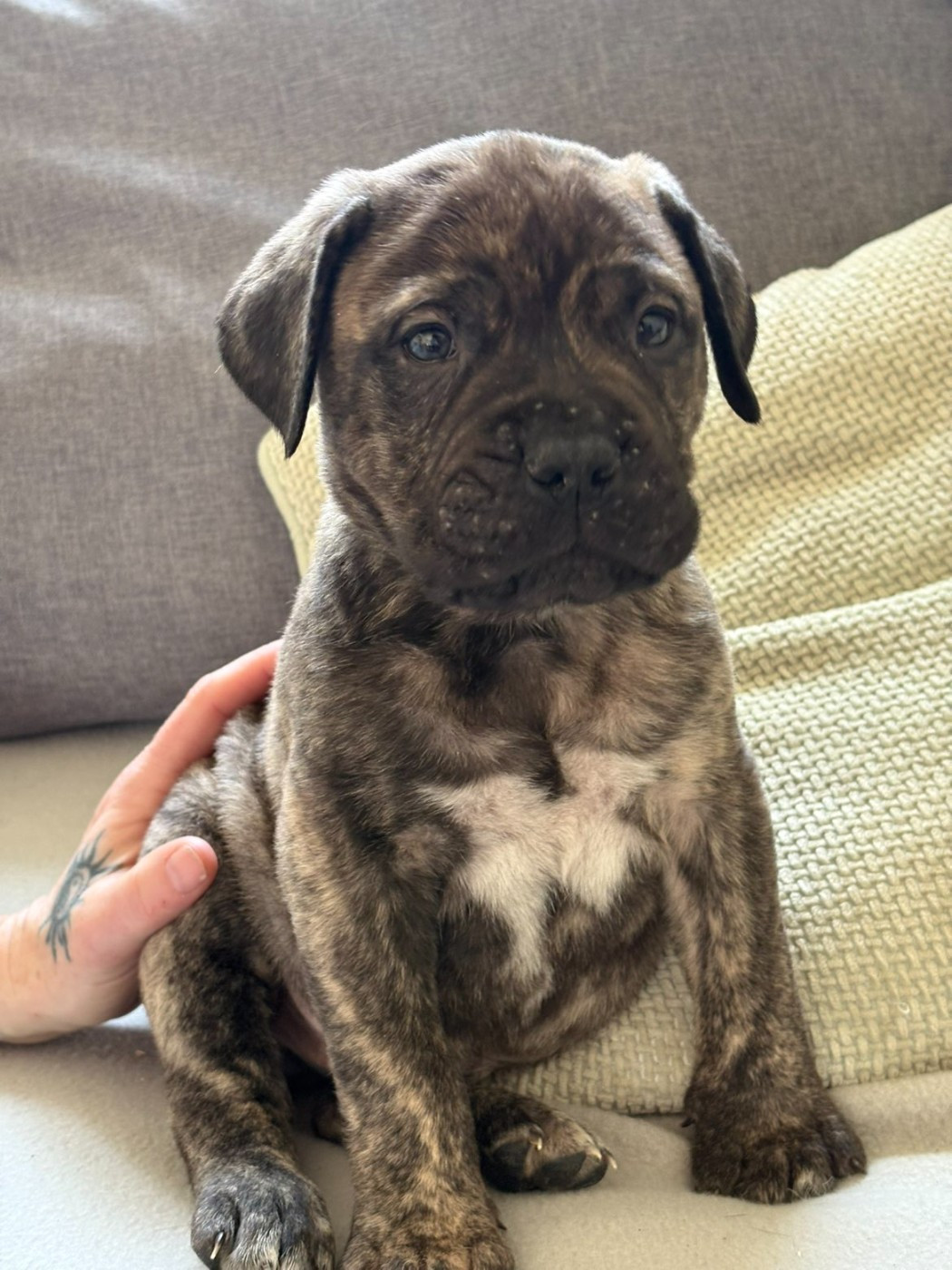 Du Pays Feronnais - Chiots disponibles - Bullmastiff