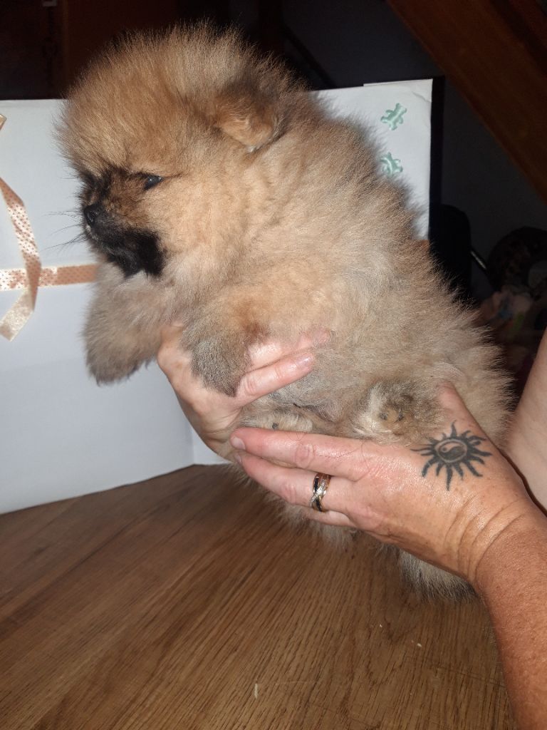 Du Pays Feronnais - Chiots disponibles - Spitz allemand