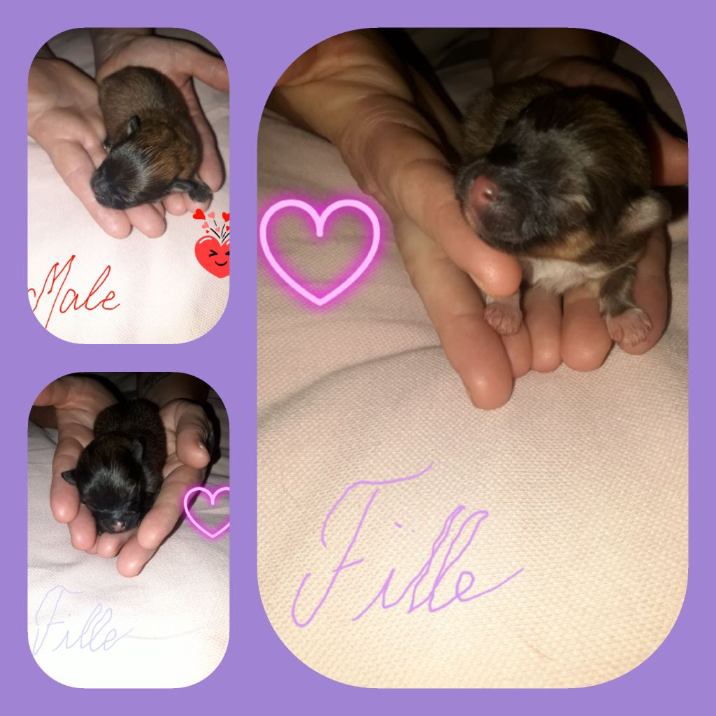 Chiot Spitz allemand Du Pays Feronnais