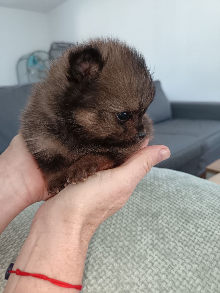 Du Pays Feronnais - Chiots disponibles - Spitz allemand
