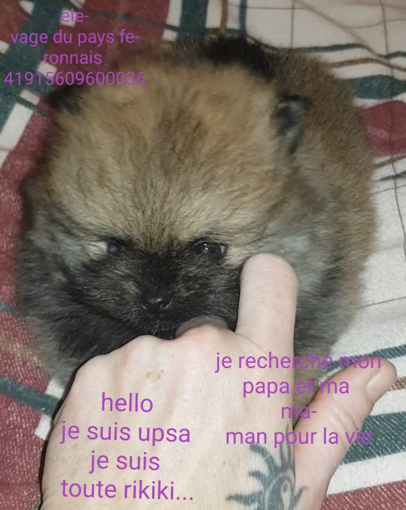 Du Pays Feronnais - Chiots disponibles - Spitz allemand