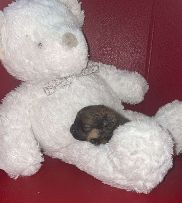 CHIOT 2