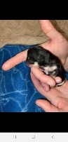 CHIOT