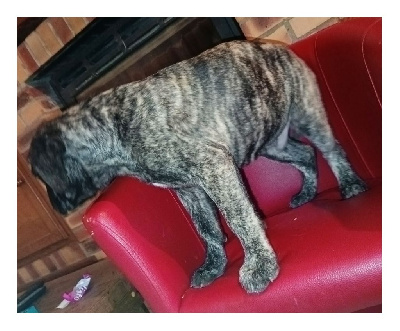 CHIOT 2 "VALKIRI"