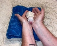 CHIOT
