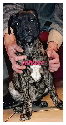 CHIOT 8 "VAHINÉ "