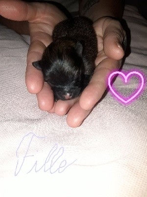 CHIOT