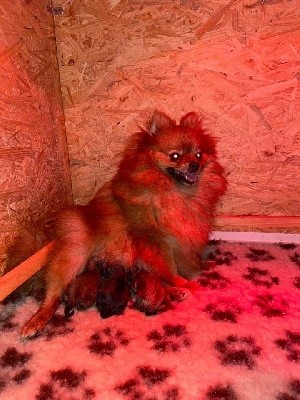CHIOT