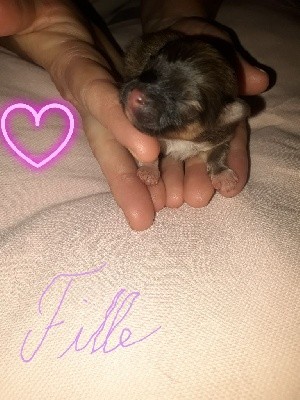 CHIOT