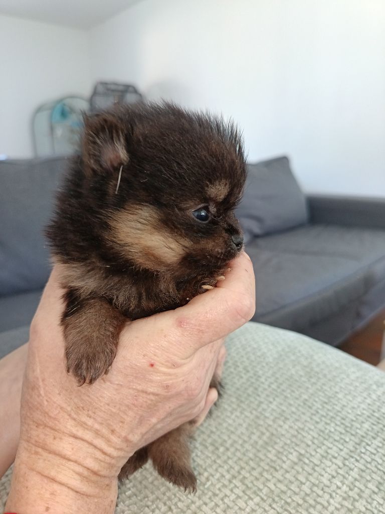 Du Pays Feronnais - Chiots disponibles - Spitz allemand