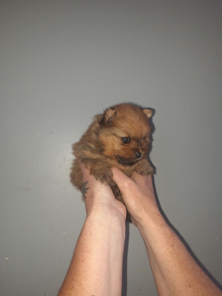 Chiot Spitz allemand Du Pays Feronnais