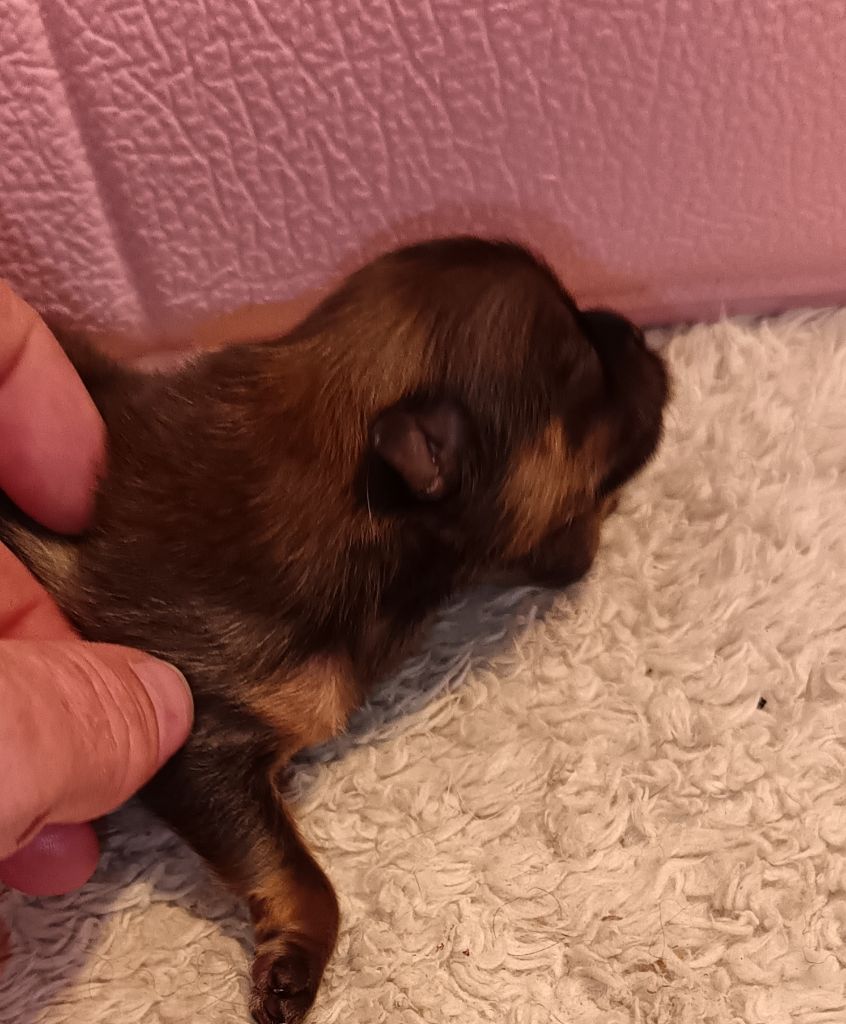 Du Pays Feronnais - Chiots disponibles - Spitz allemand