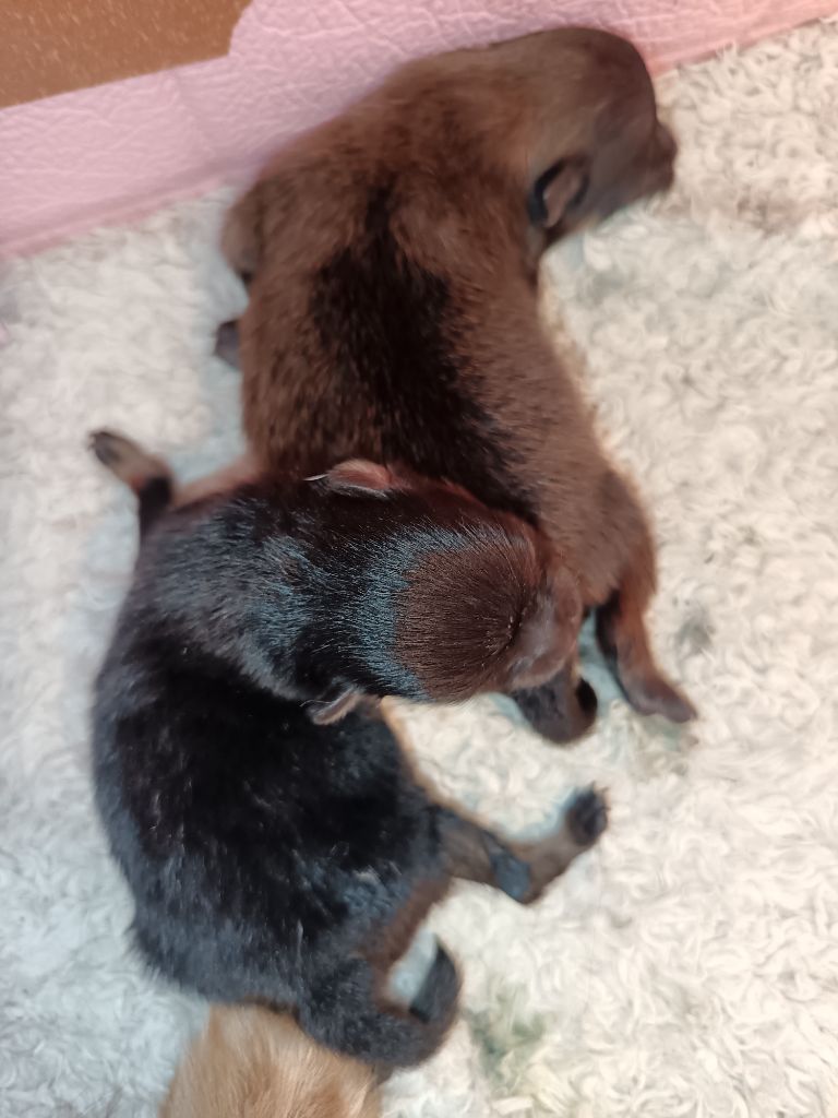 Du Pays Feronnais - Chiots disponibles - Spitz allemand